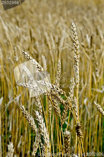 Image of Spikelets of wheat on the field