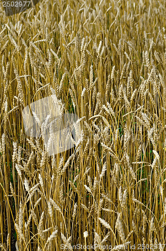 Image of Wheat golden field