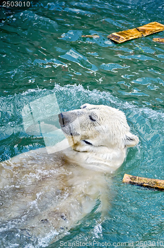 Image of Polar bear in water