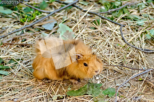 Image of Guinea pig brown