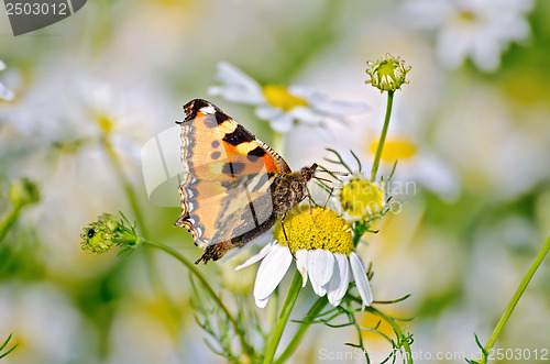 Image of Butterfly orange on a camomile