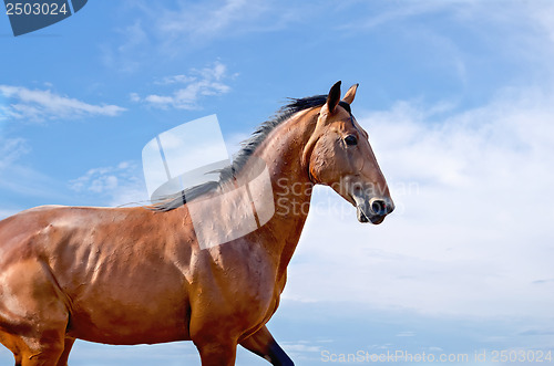 Image of Horse against the sky