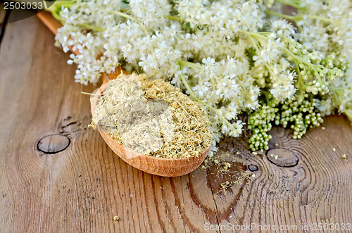 Image of Herbal tea from meadowsweet dry on a spoon