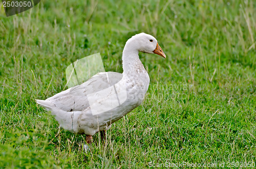 Image of Goose white on a background of grass