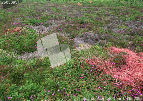 Image of heathlands detail