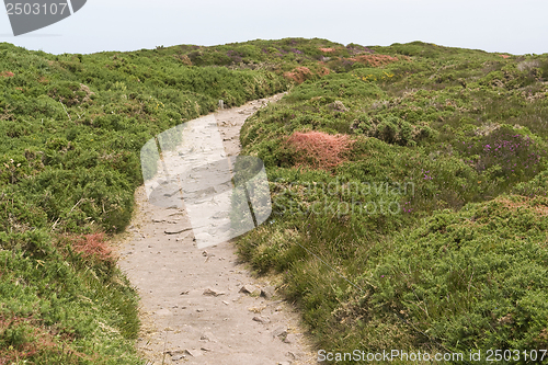 Image of heathlands scenery