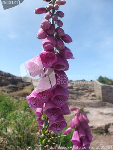 Image of flower at Cap Frehel