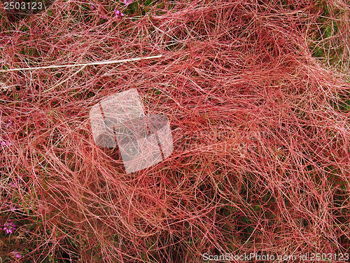 Image of heathlands vegetation