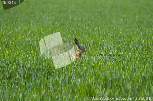 Image of Hare