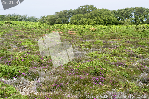 Image of heathlands scenery