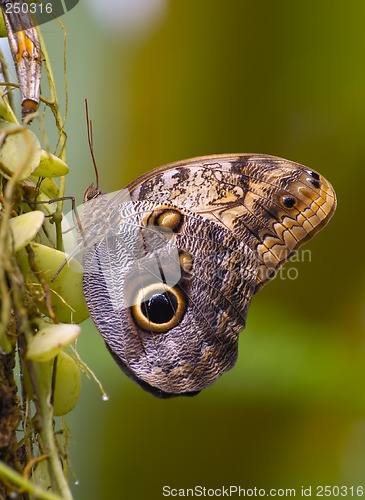 Image of Butterfly