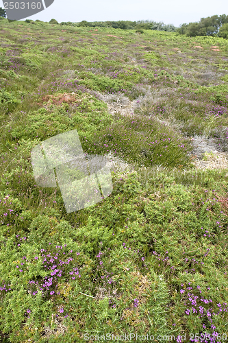 Image of heathlands scenery