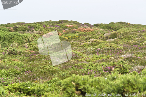 Image of heathlands scenery