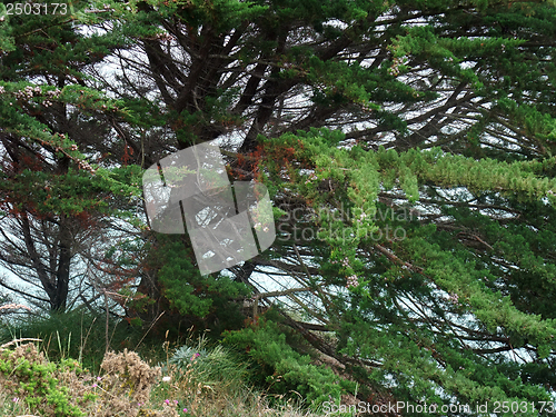 Image of conifer detail