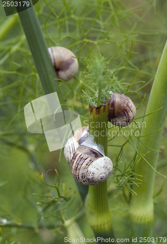 Image of conifer detail