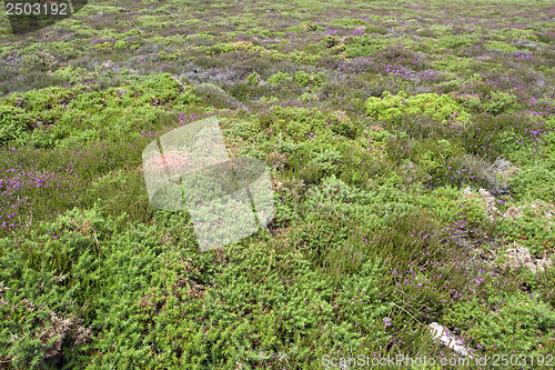 Image of heathlands scenery