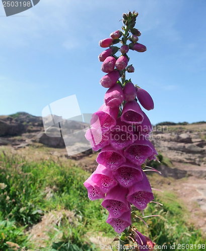 Image of flower at Cap Frehel