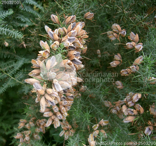 Image of conifer detail