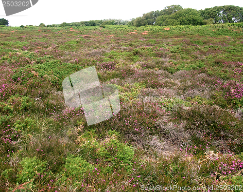 Image of heathlands scenery