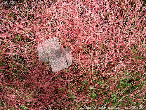 Image of heathlands vegetation