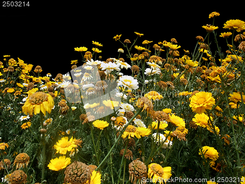 Image of yellow and white flowers