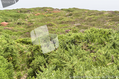 Image of heathlands scenery