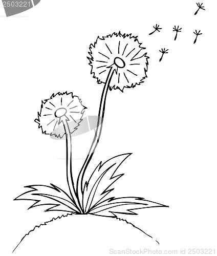Image of Vector illustration. dandelion. Black outline sketch