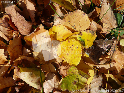 Image of Autumn leaves