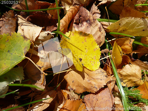 Image of Autumn leaves