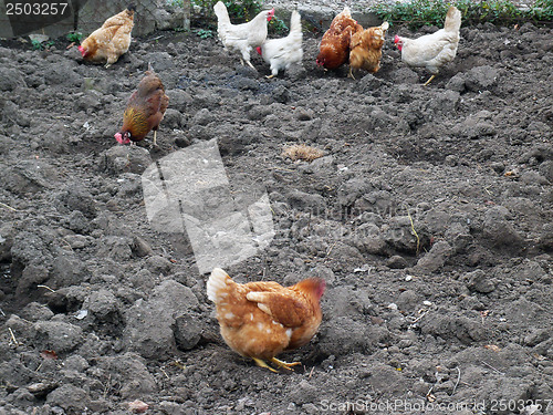 Image of Chickens