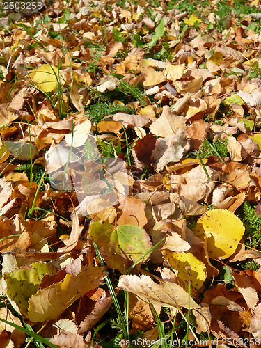 Image of Autumn leaves