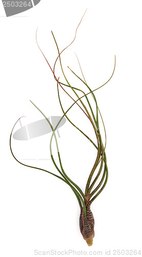 Image of Pseudobaileyi Air Plant