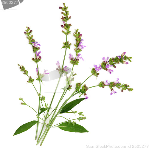 Image of Sage Herb 