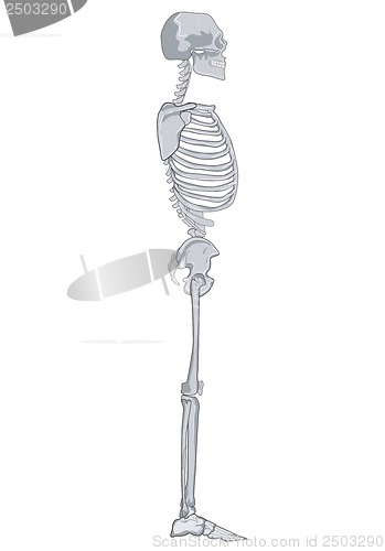 Image of Human Skeleton Side Retro