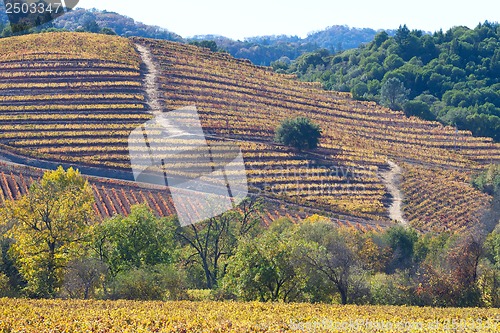 Image of fall at wine country