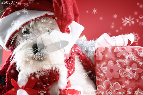 Image of White puppy