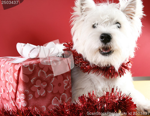 Image of White puppy