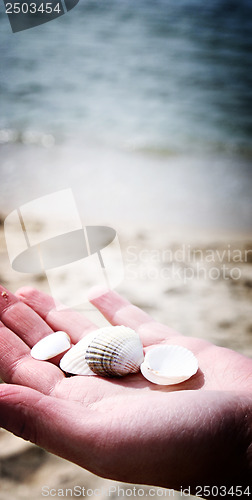 Image of Scallop