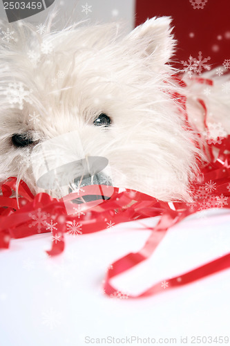 Image of White puppy