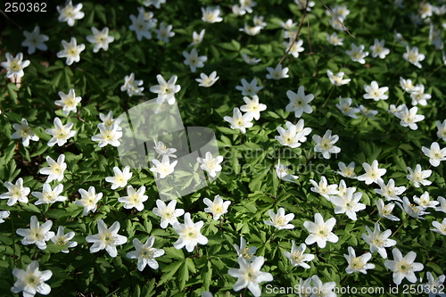 Image of Bed of stars