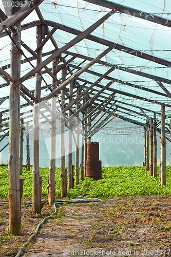 Image of Wooden film greenhouse after harvest