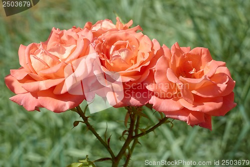 Image of Three coral roses