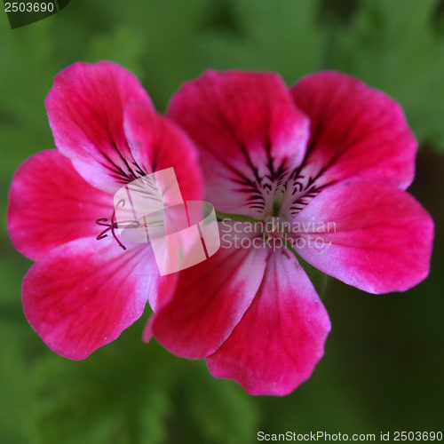 Image of Geranium