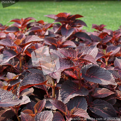 Image of Coleus Nettle plant