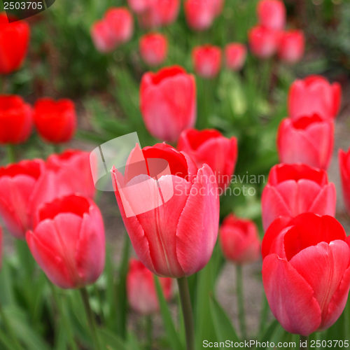 Image of Tulips picture