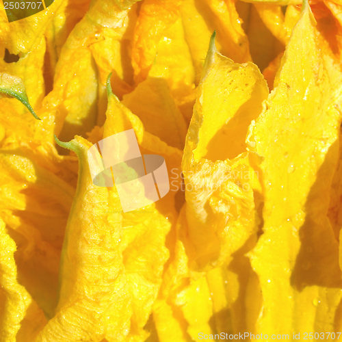 Image of Courgette flowers