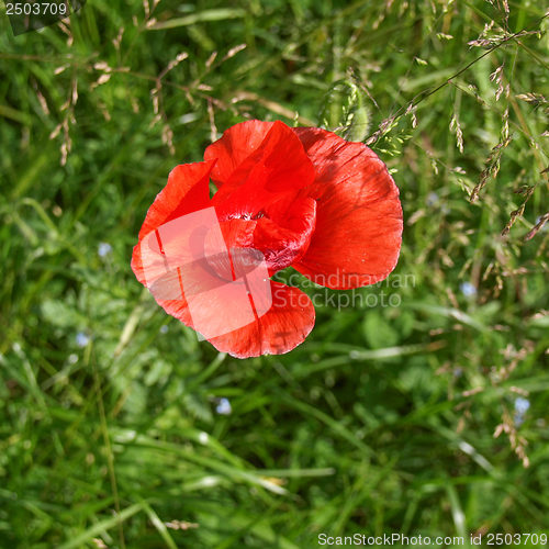 Image of Papaver flower