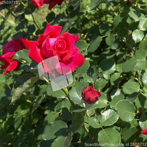Image of Rose picture