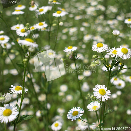 Image of Daisy picture