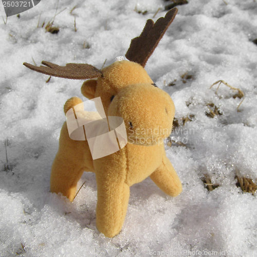 Image of Deer picture